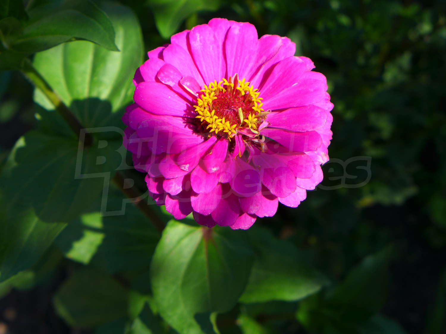 Gallery Picture 48