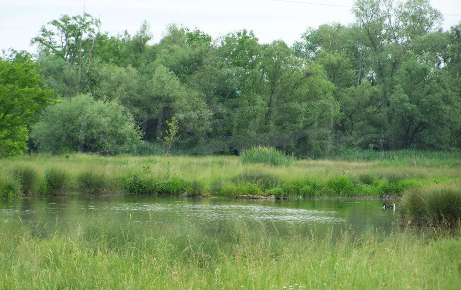Gallery Picture 41