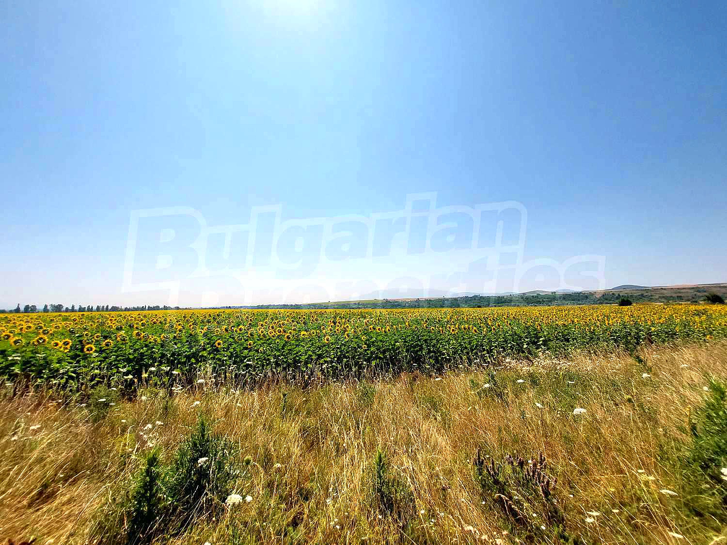 Gallery Picture 15