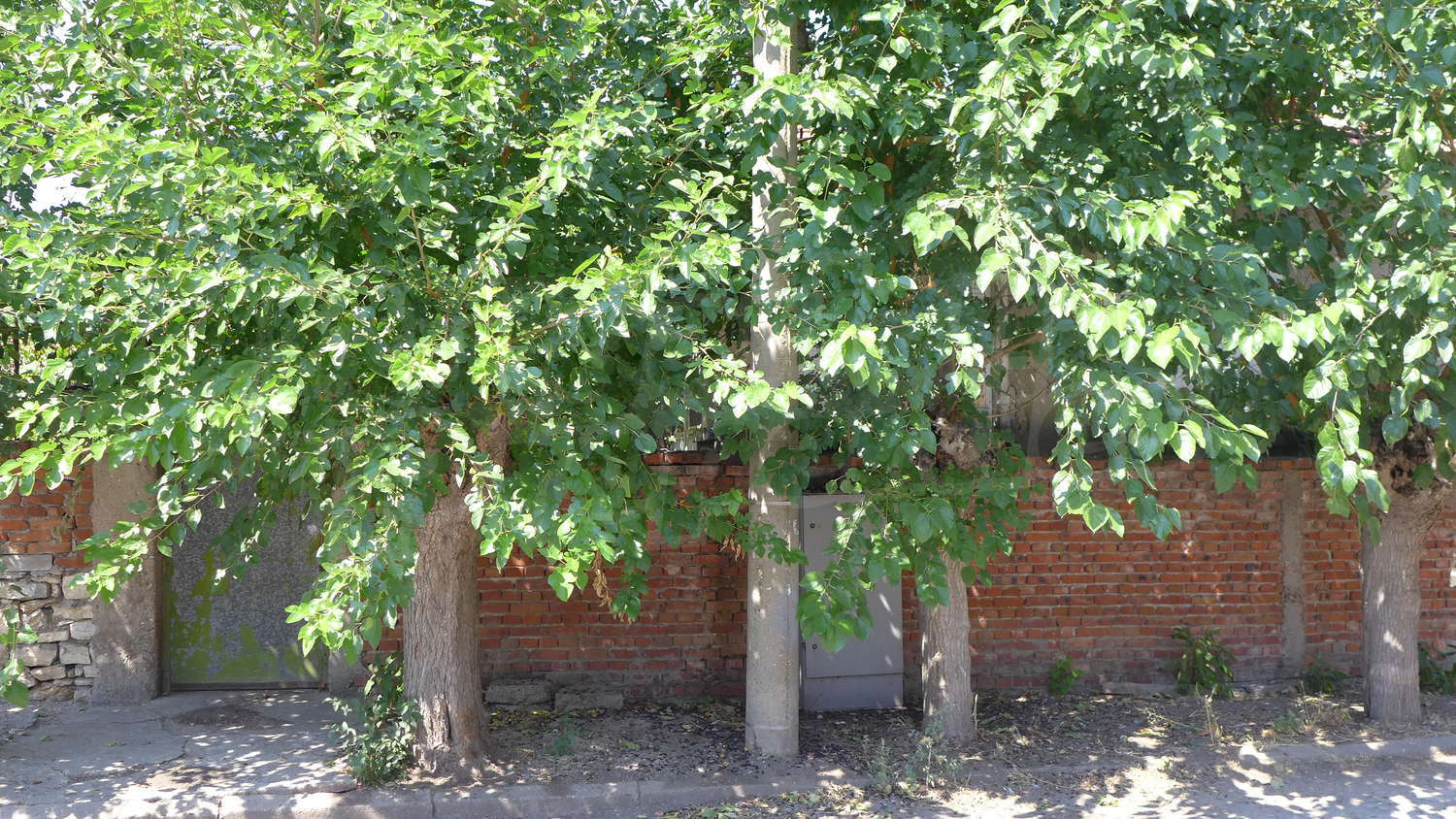 Gallery Picture 43