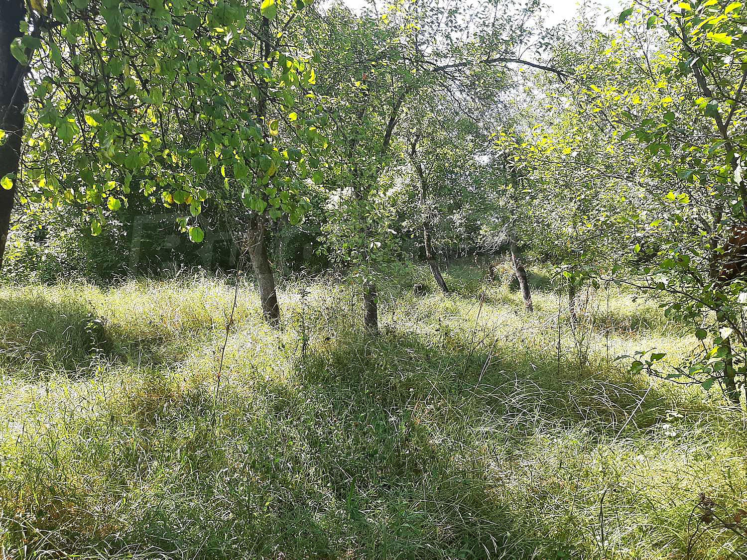 Gallery Picture 31