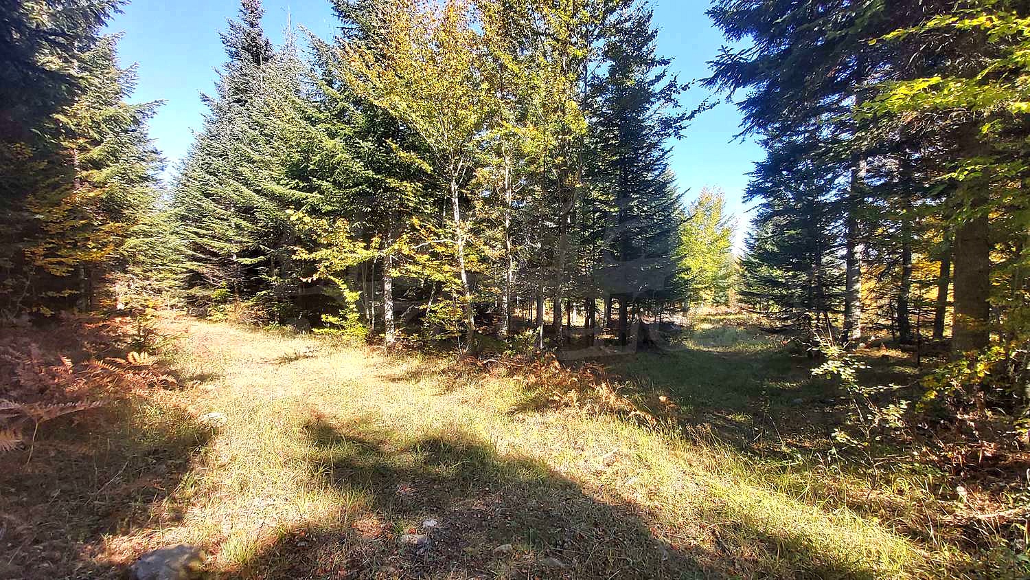 Gallery Picture 14