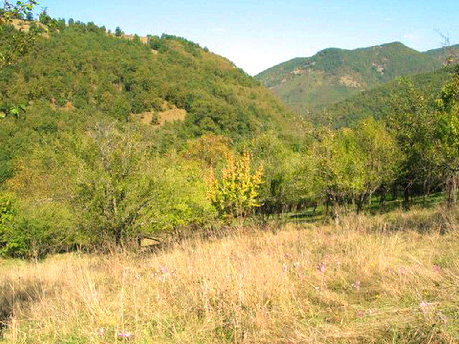 Gallery Picture 26