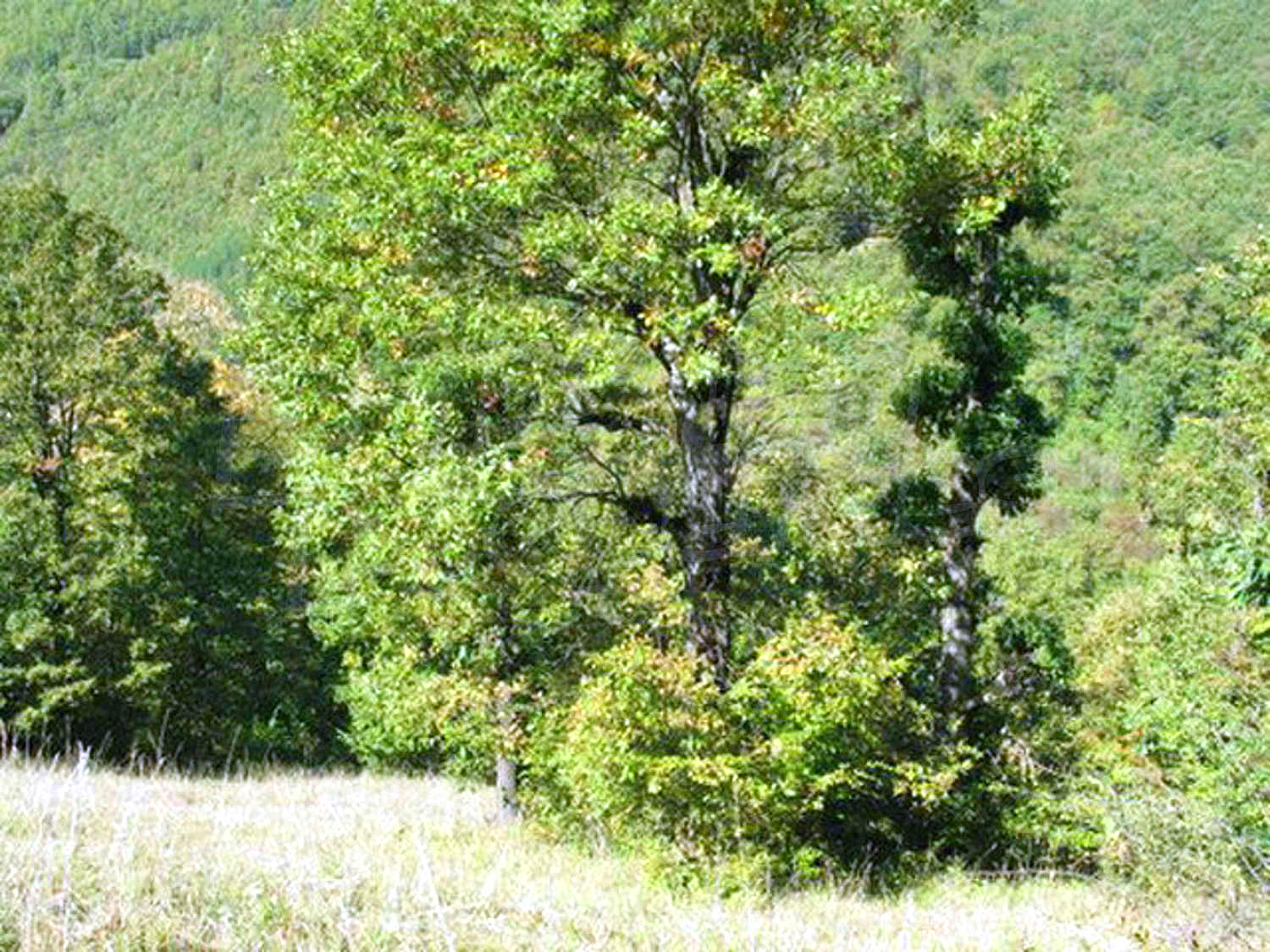 Gallery Picture 33