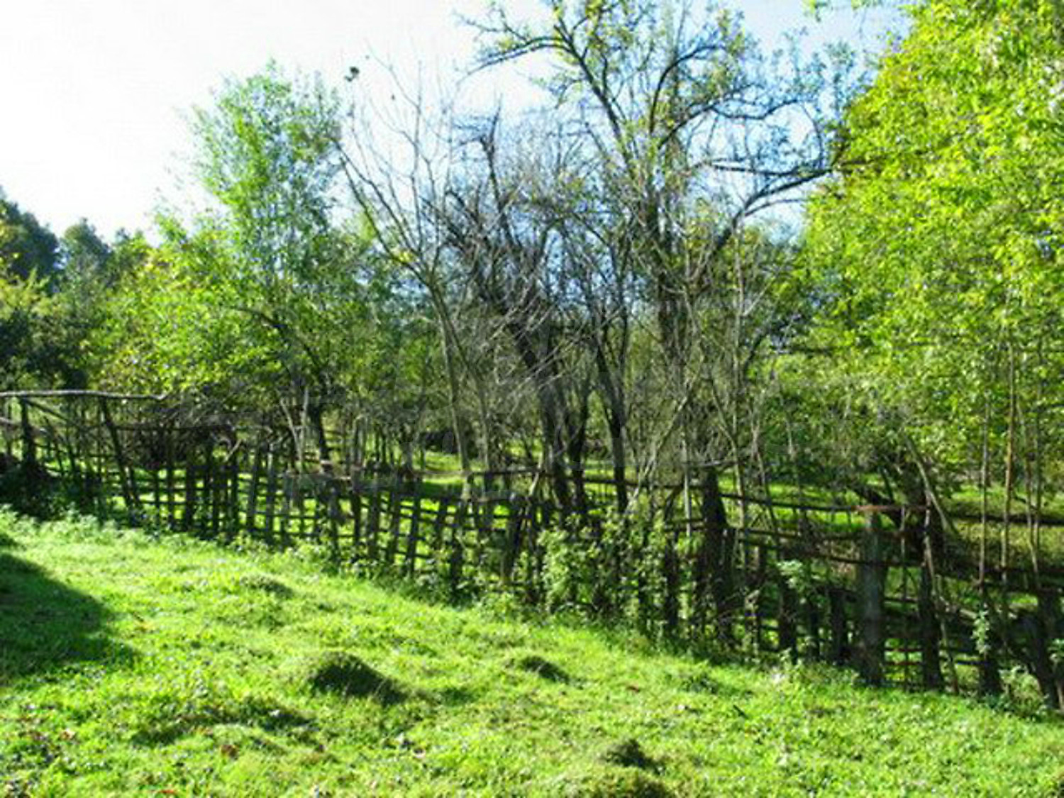 Gallery Picture 10