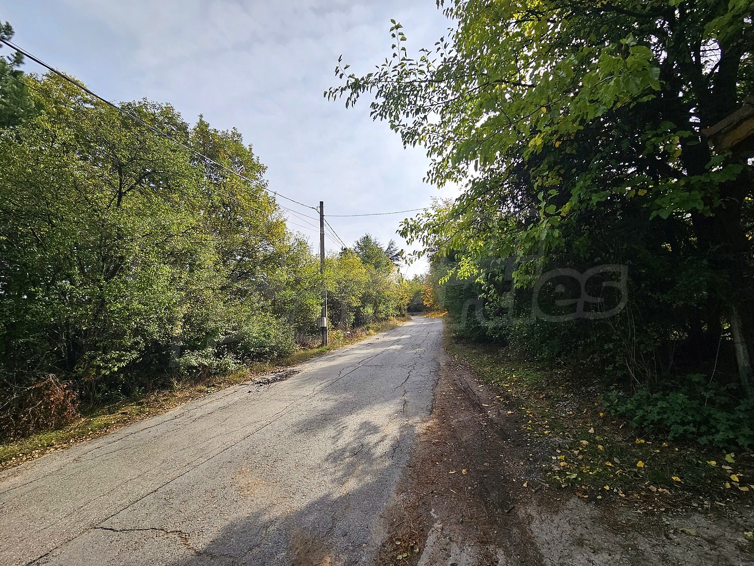 Gallery Picture 46