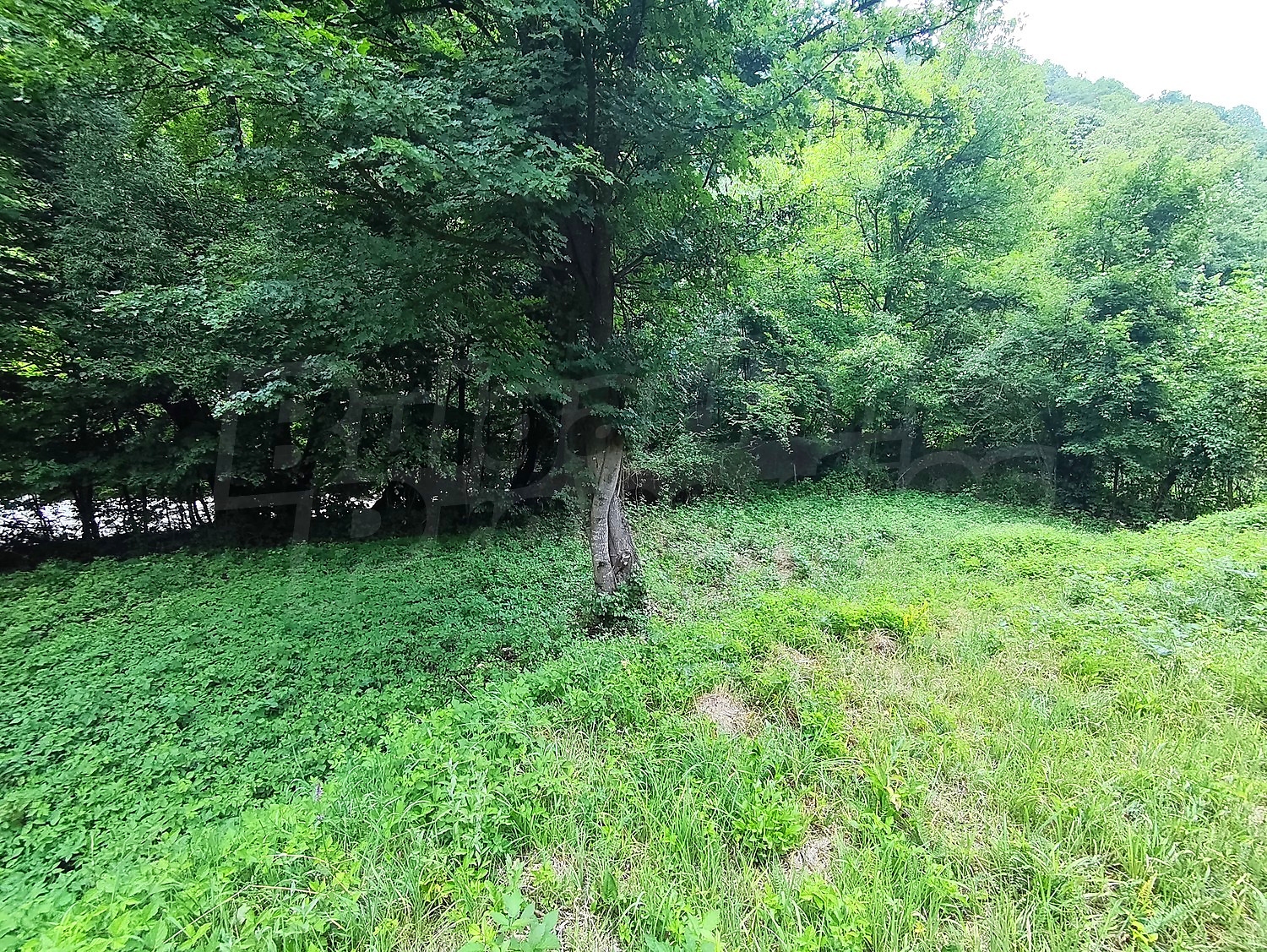 Gallery Picture 58