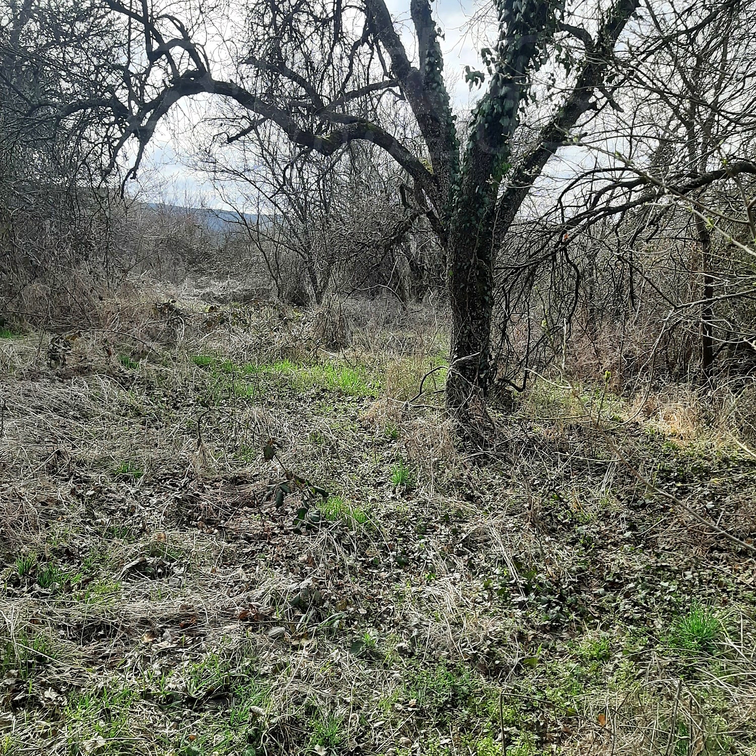 Gallery Picture 19