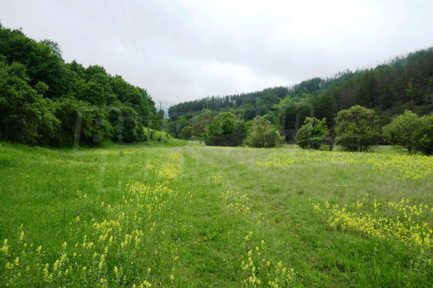 Gallery Picture 19