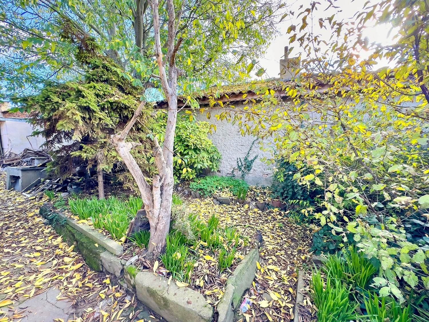 outside, garden, green area