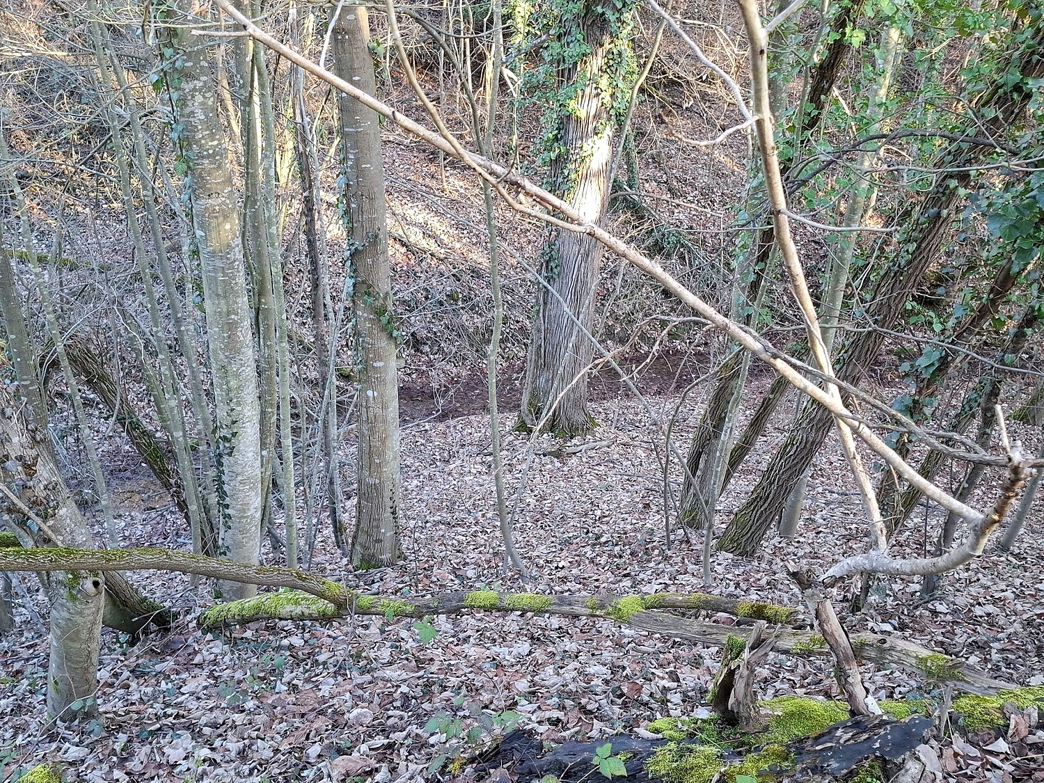 Gallery Picture 14