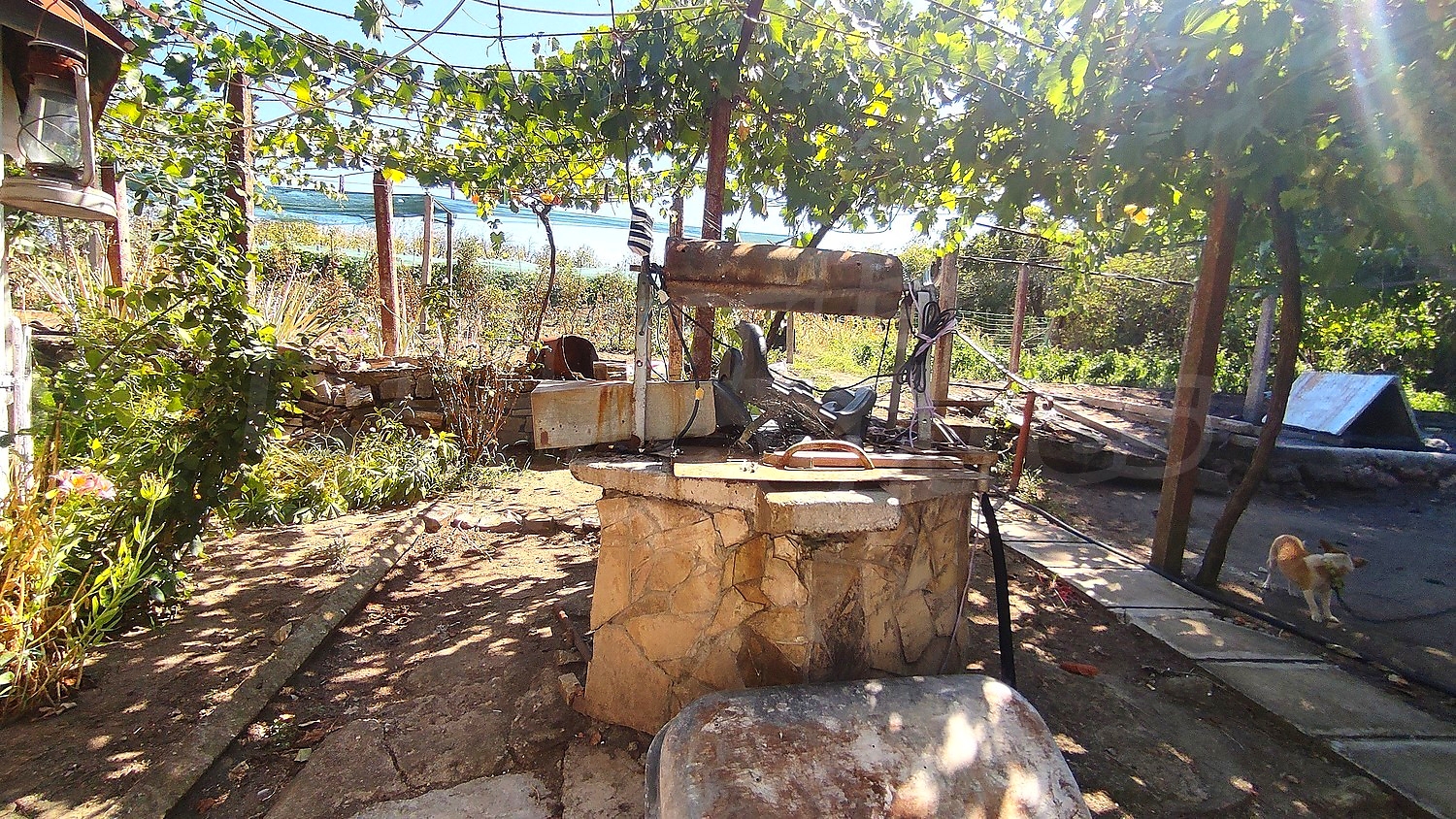 garden, outside, green area