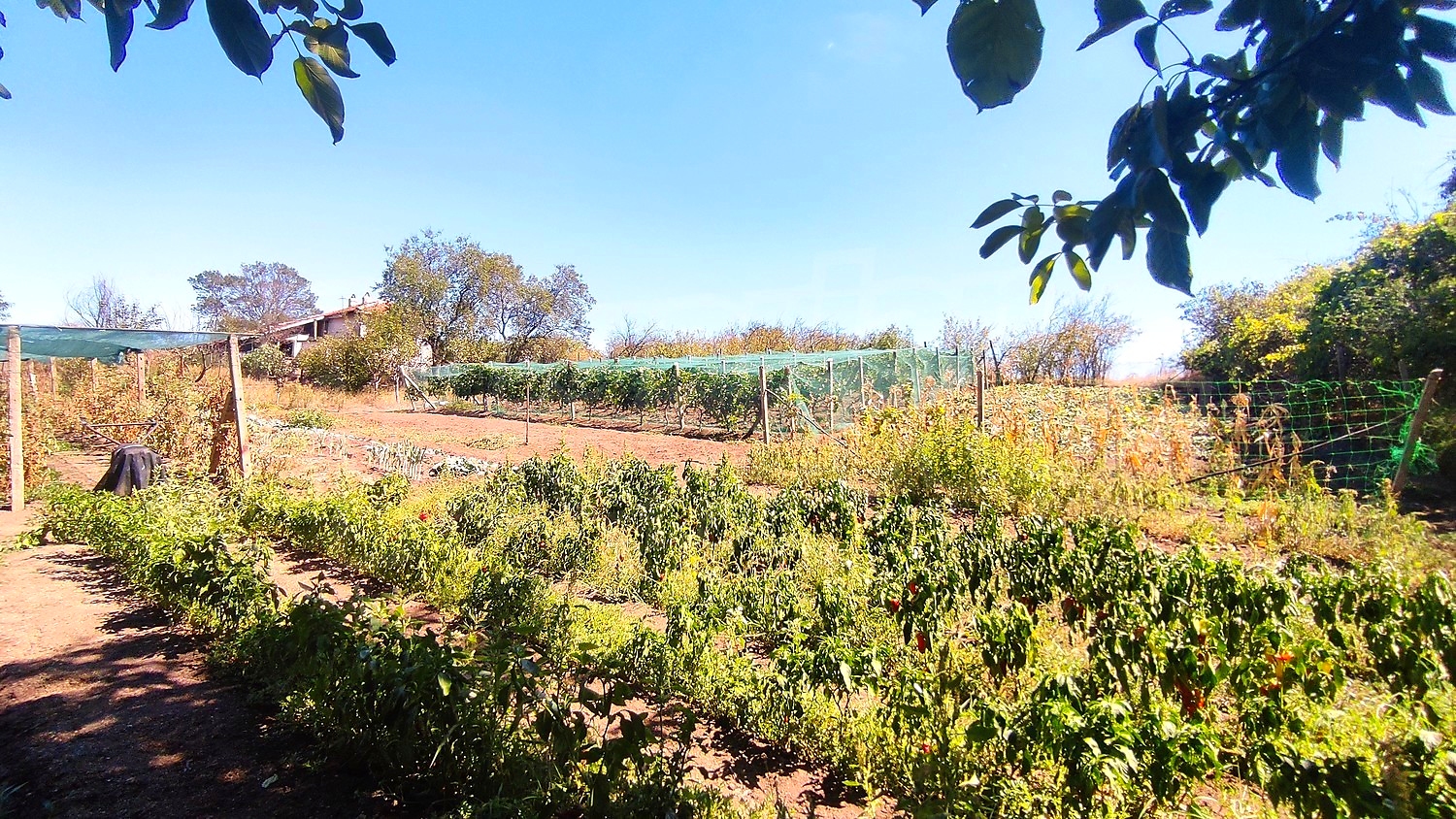 outside, garden