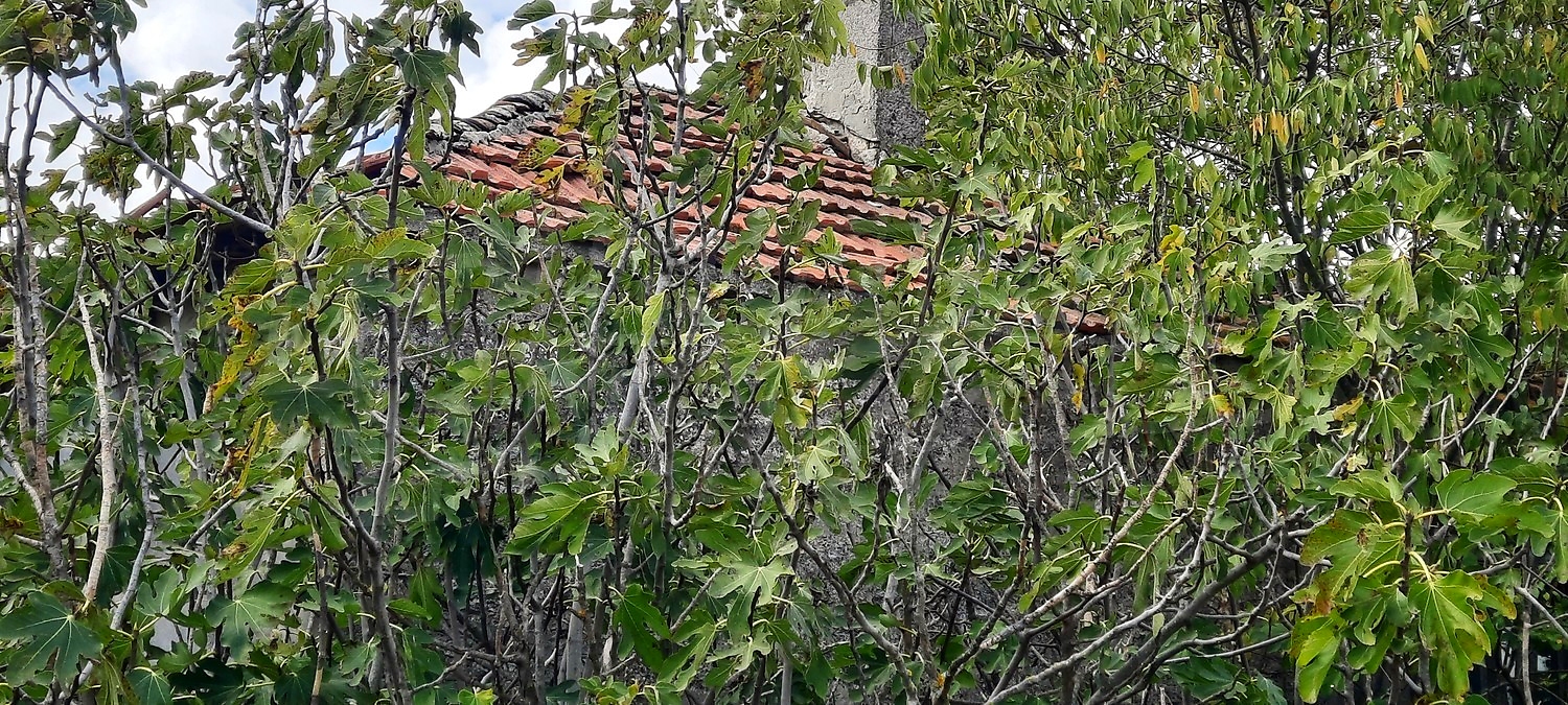 facade, green area