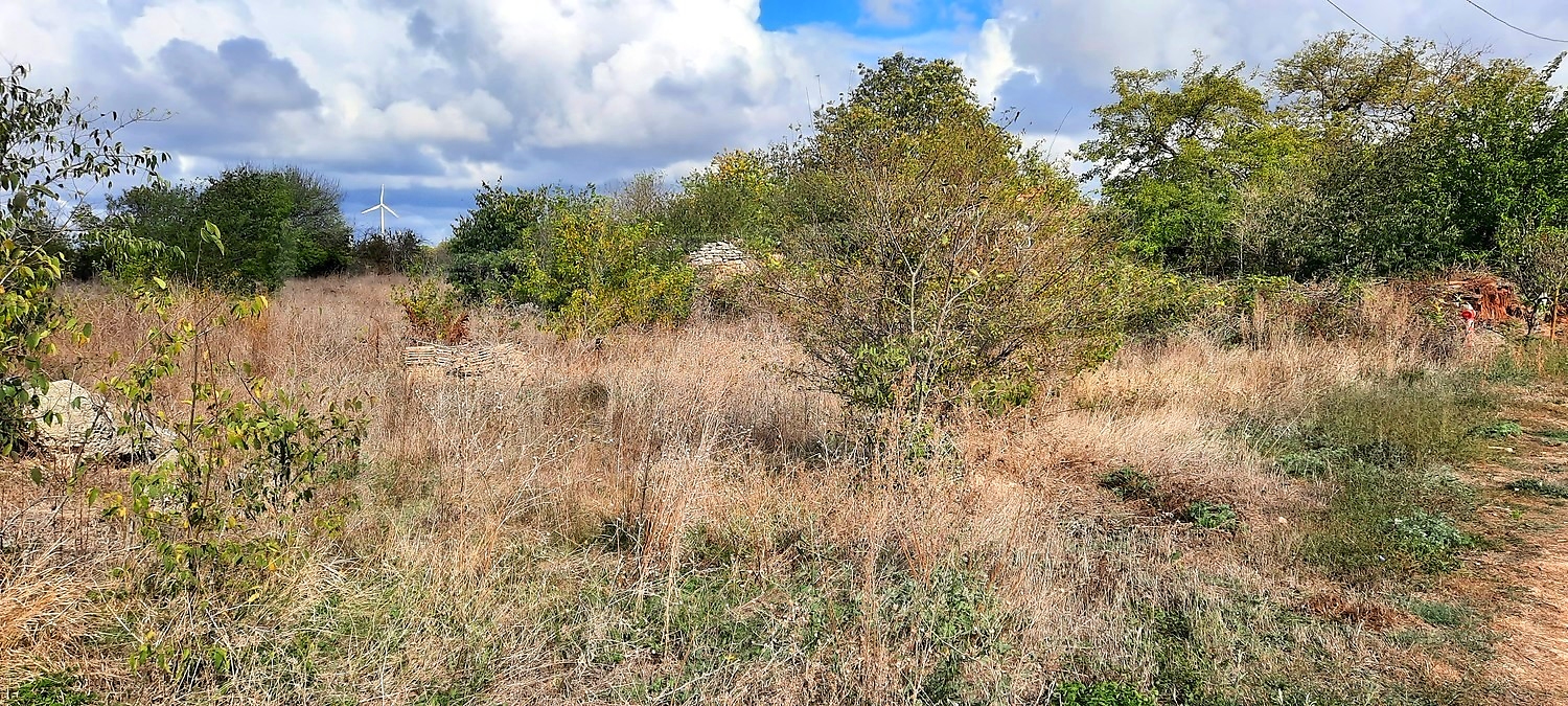 outside, green area