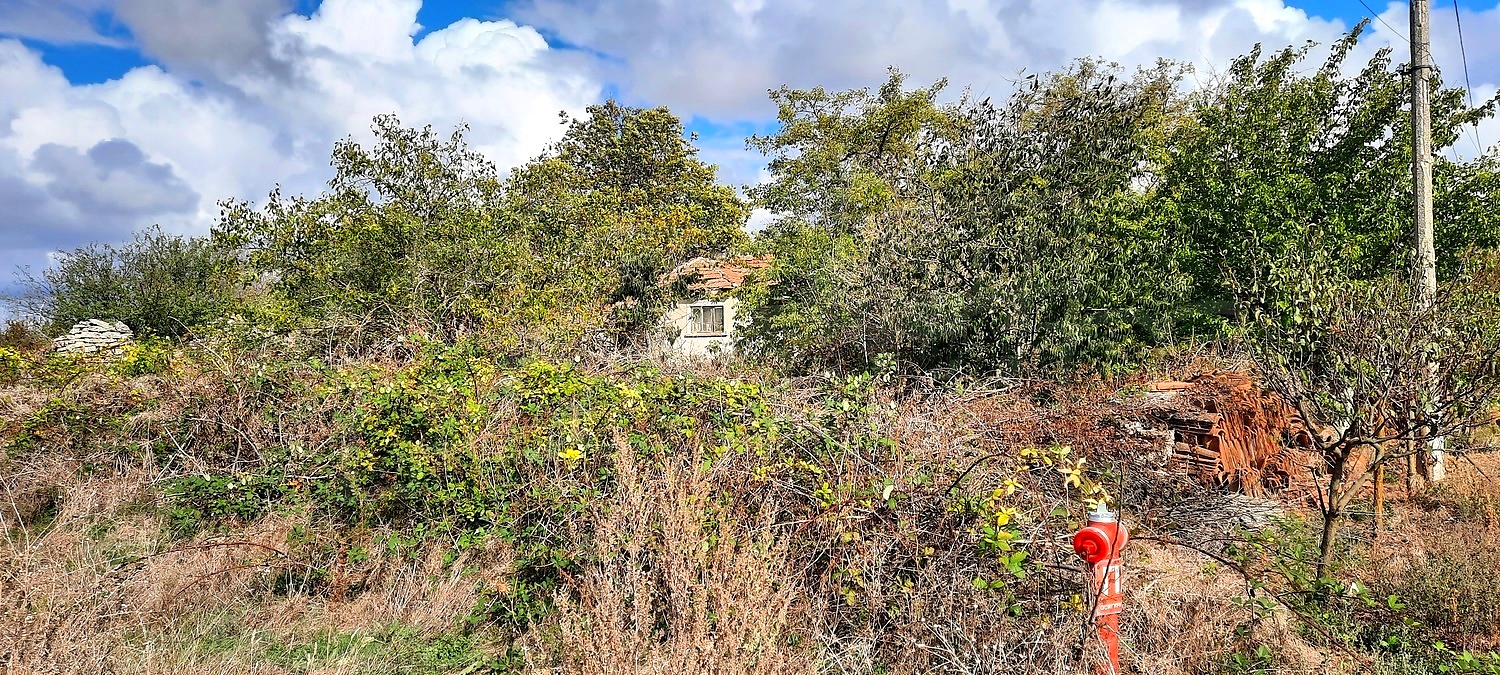 outside, green area
