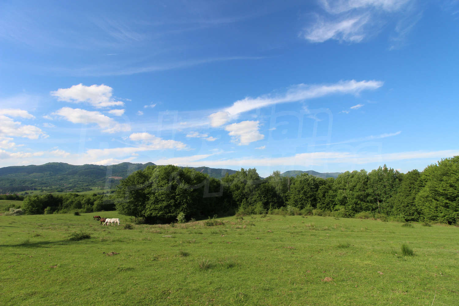 Gallery Picture 4