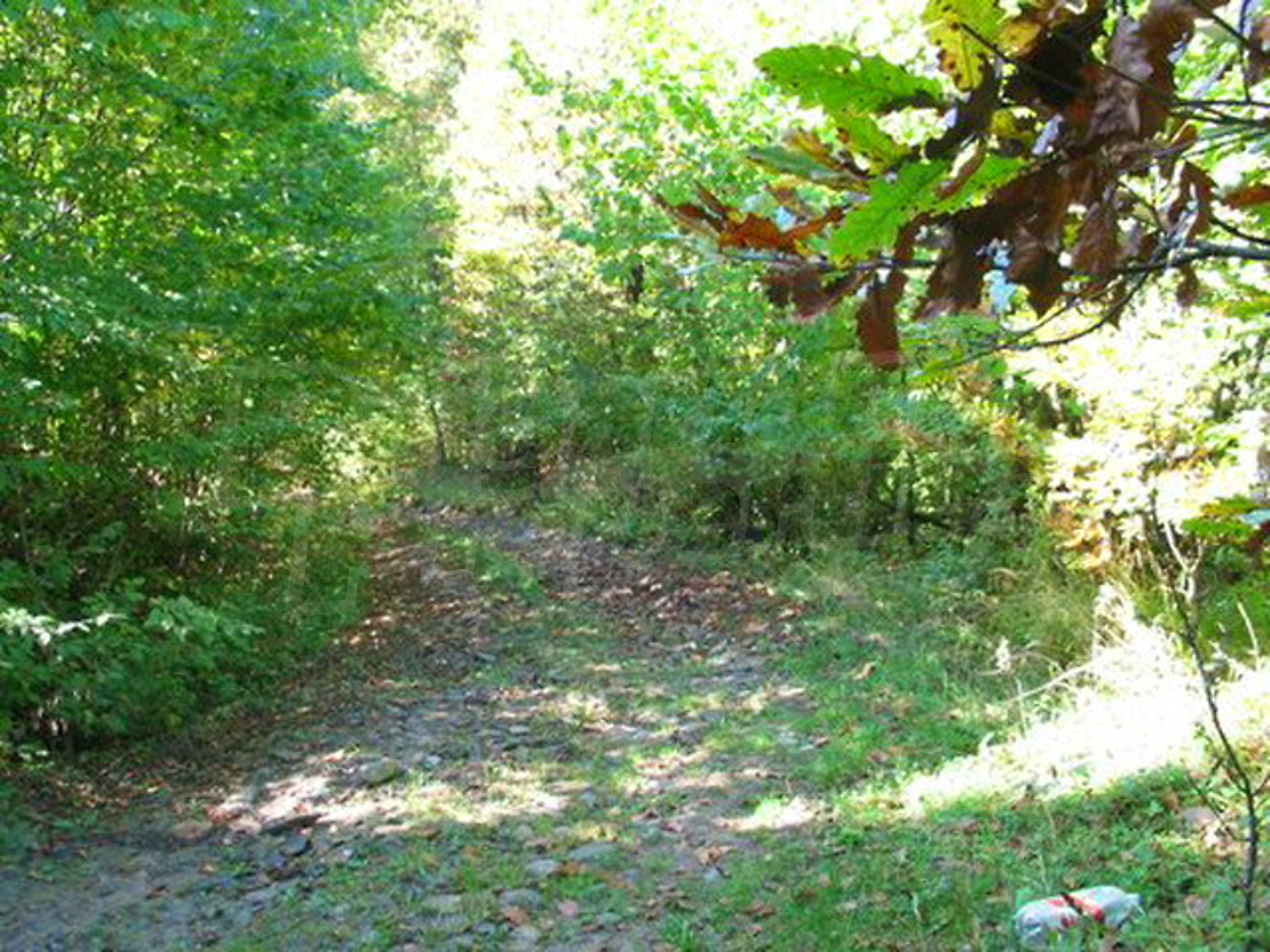 Gallery Picture 36