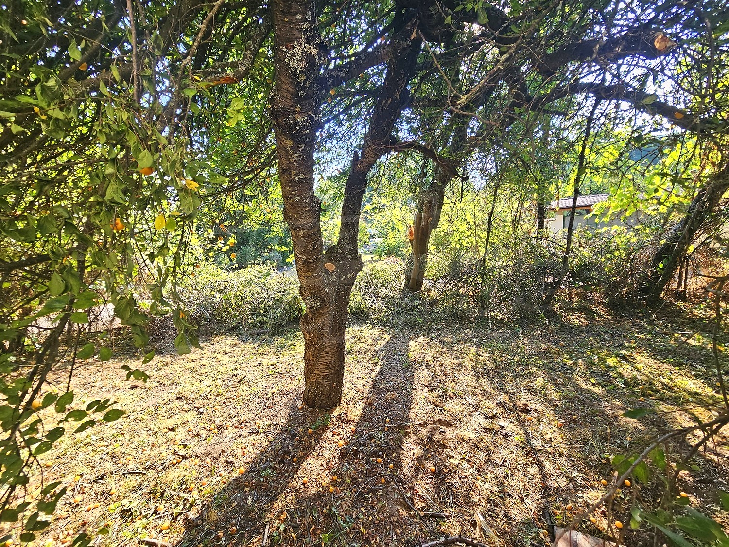 Gallery Picture 36