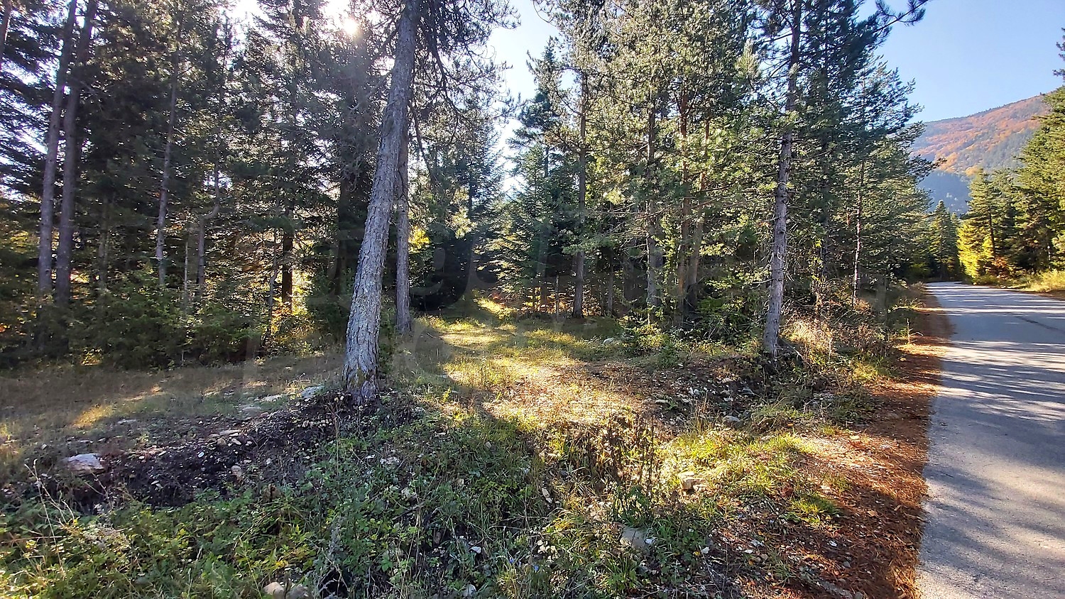 Gallery Picture 16