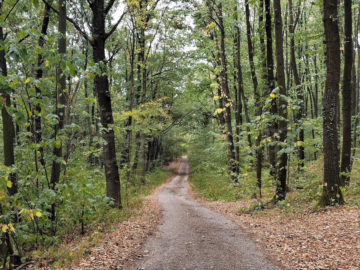 outside, green area