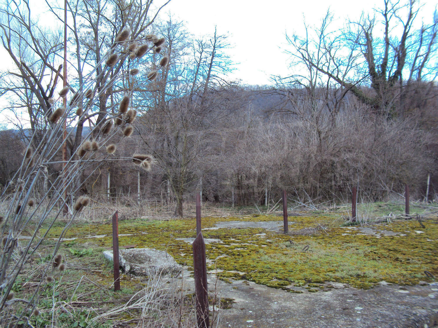 outside, garden, green area