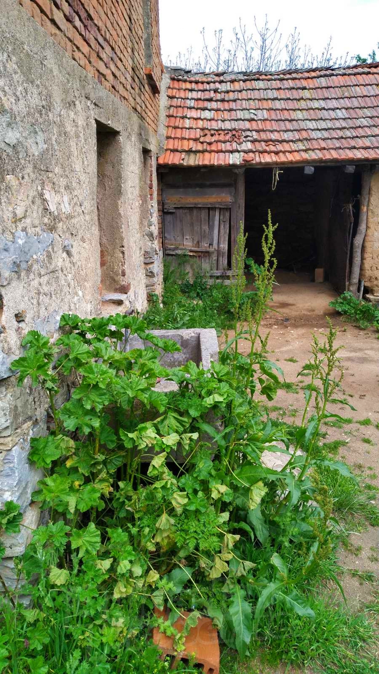outside, garden