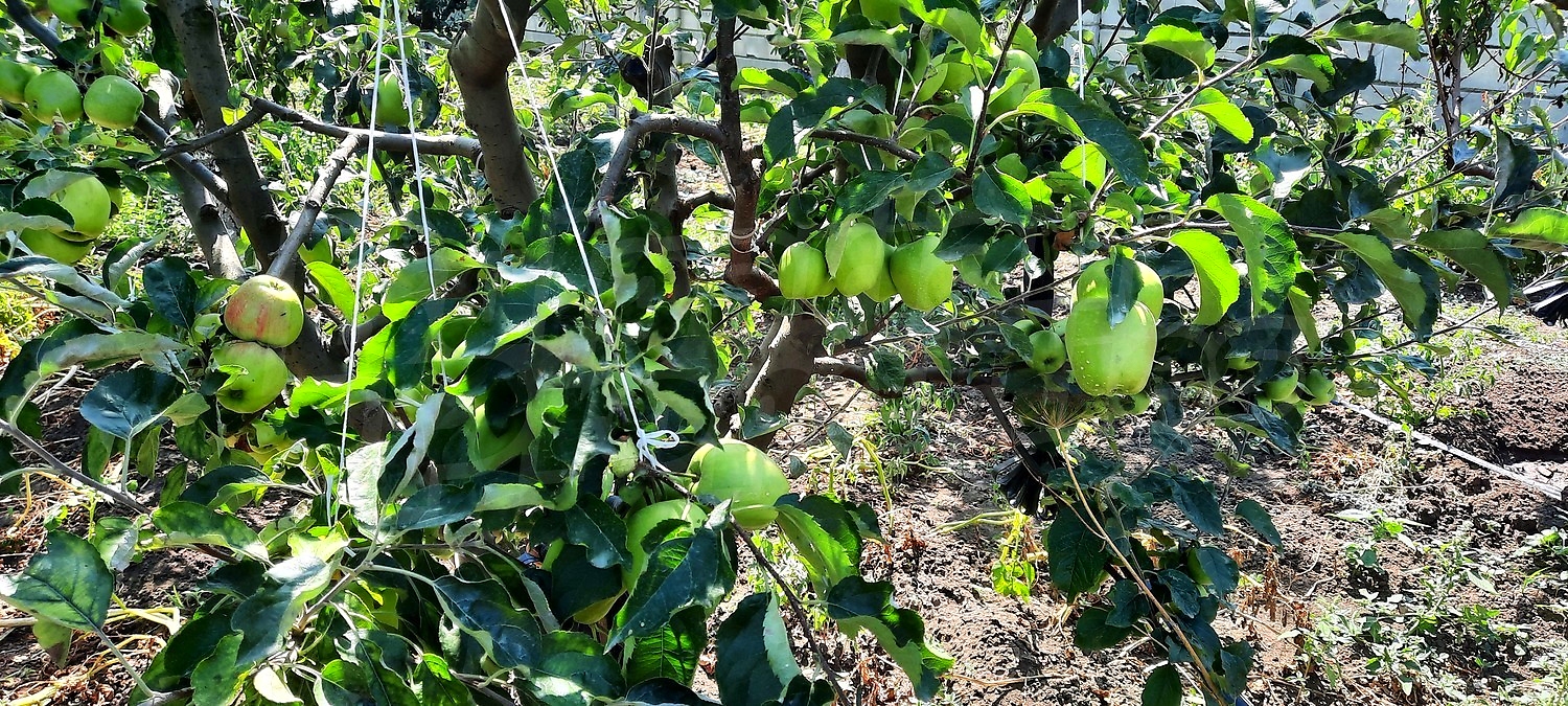 outside, garden