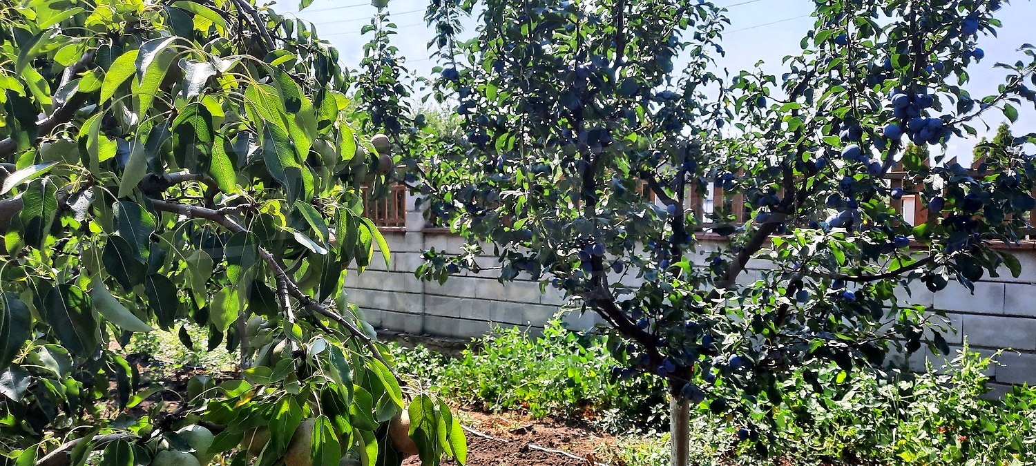 garden, outside, green area
