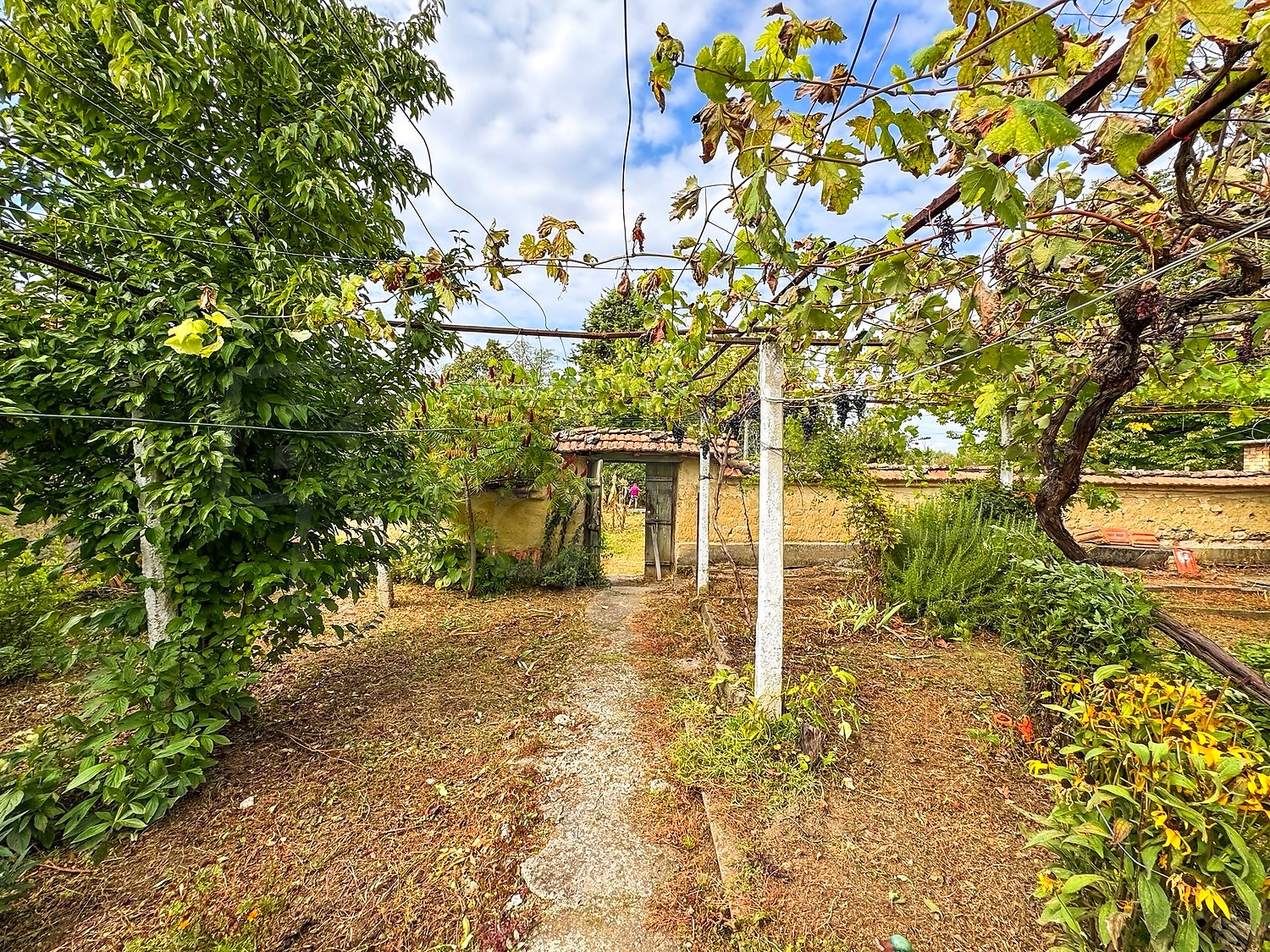 outside, garden, green area