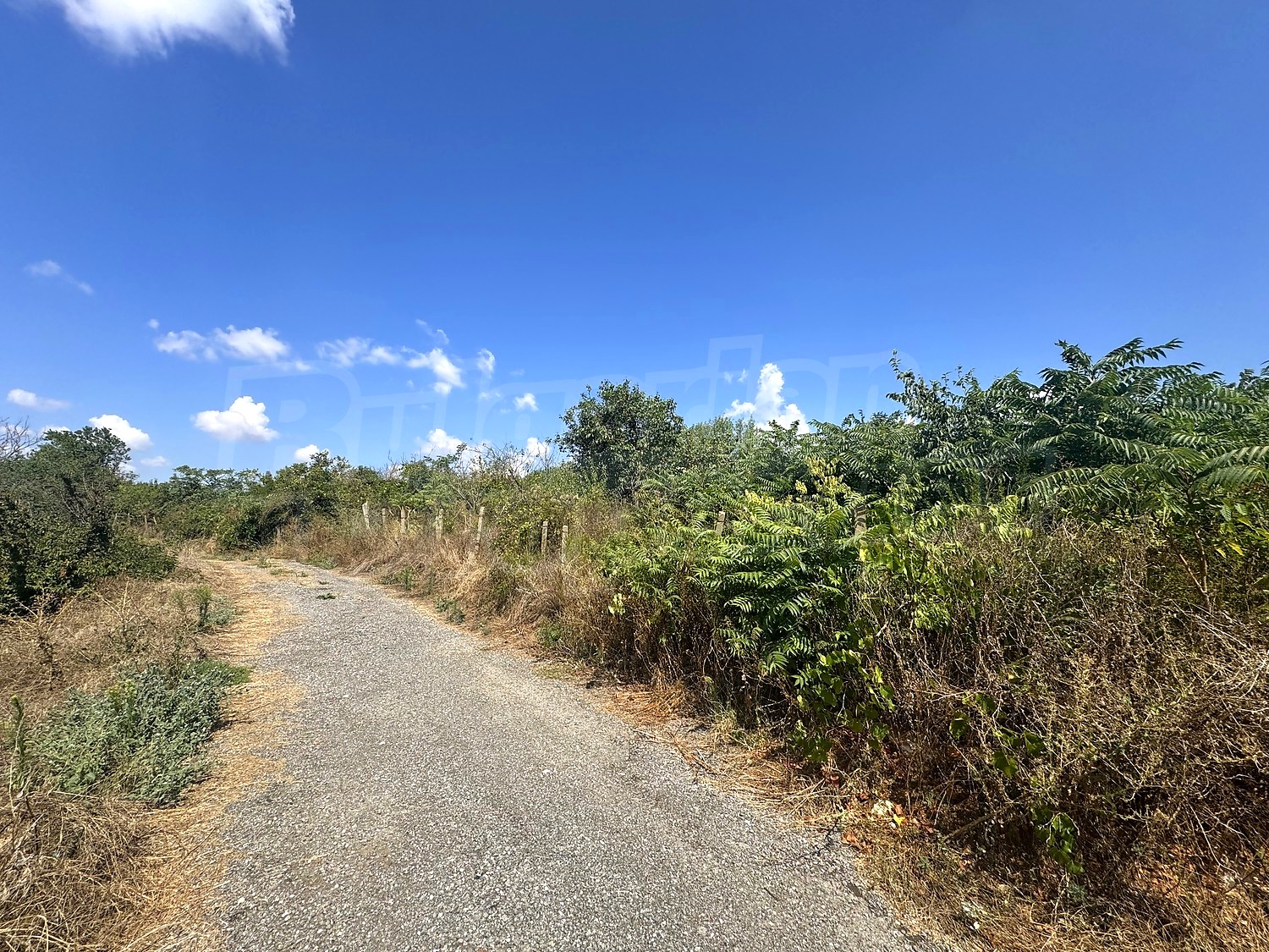 outside, green area