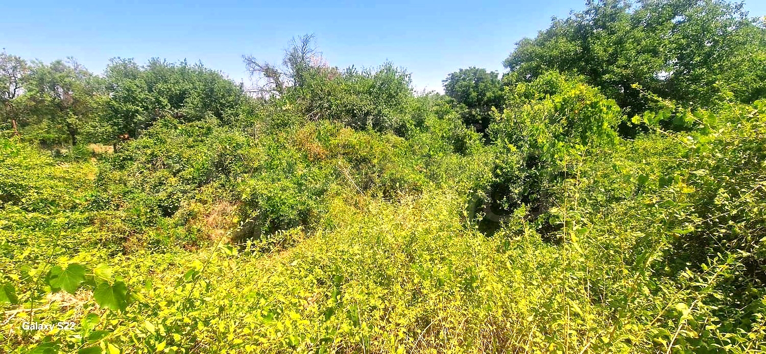 outside, green area