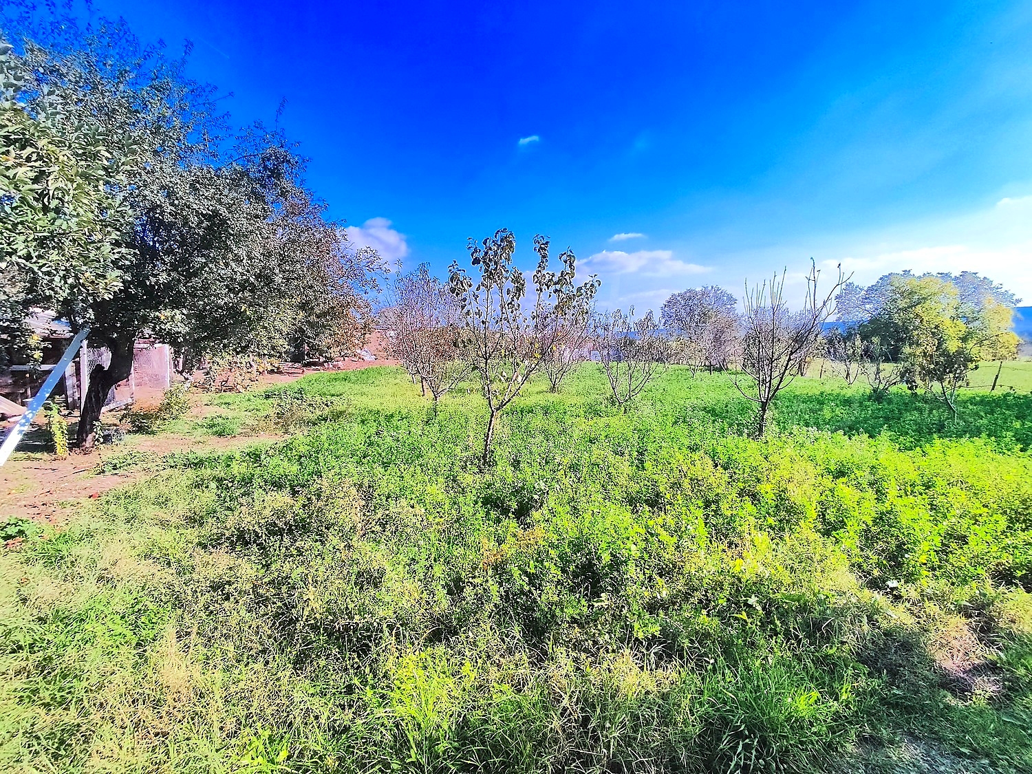 outside, garden, green area