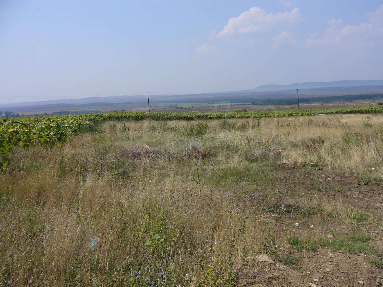 outside, green area
