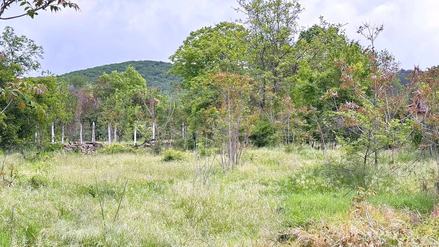 outside, green area, mountain