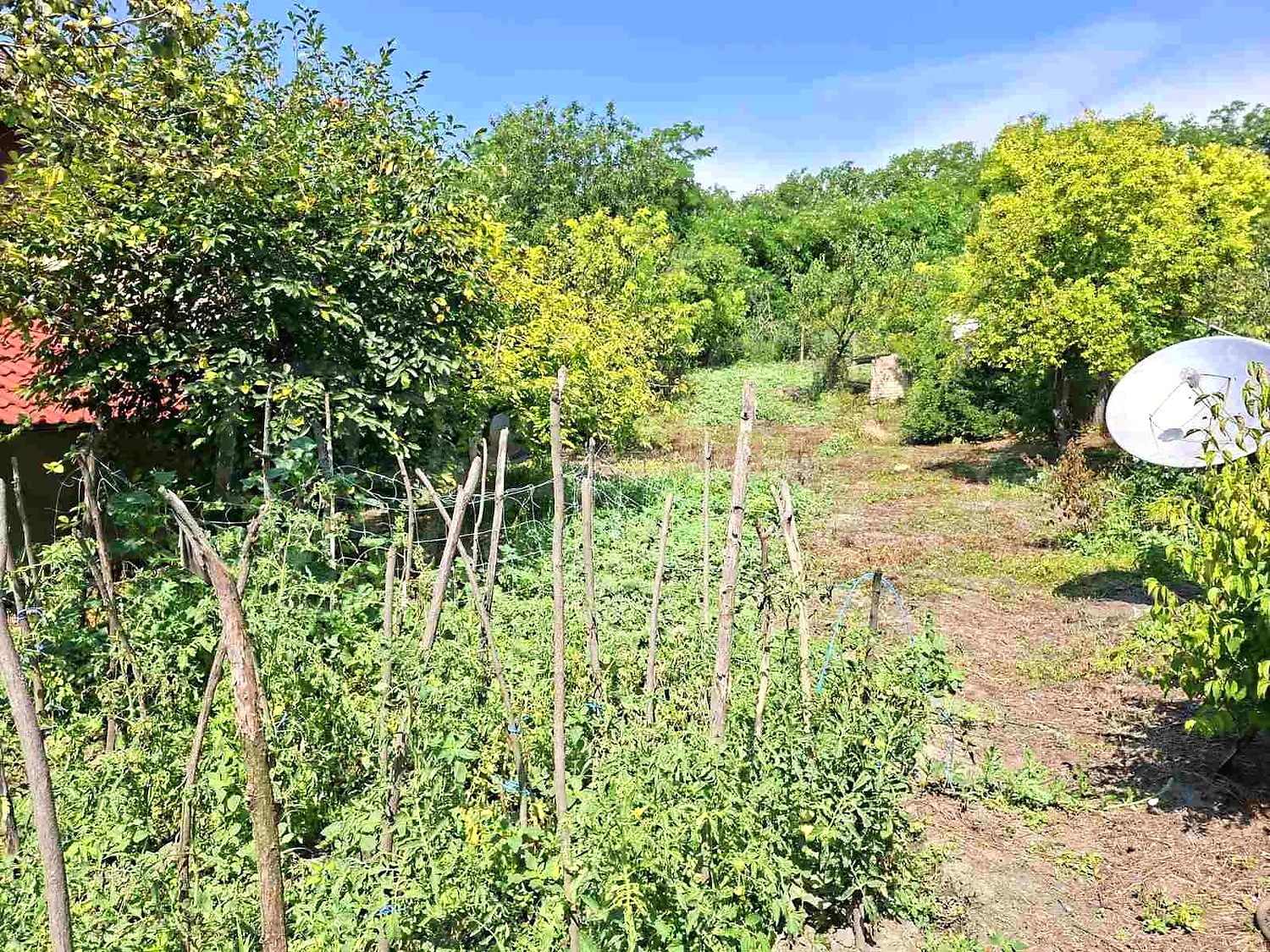 garden, outside, green area