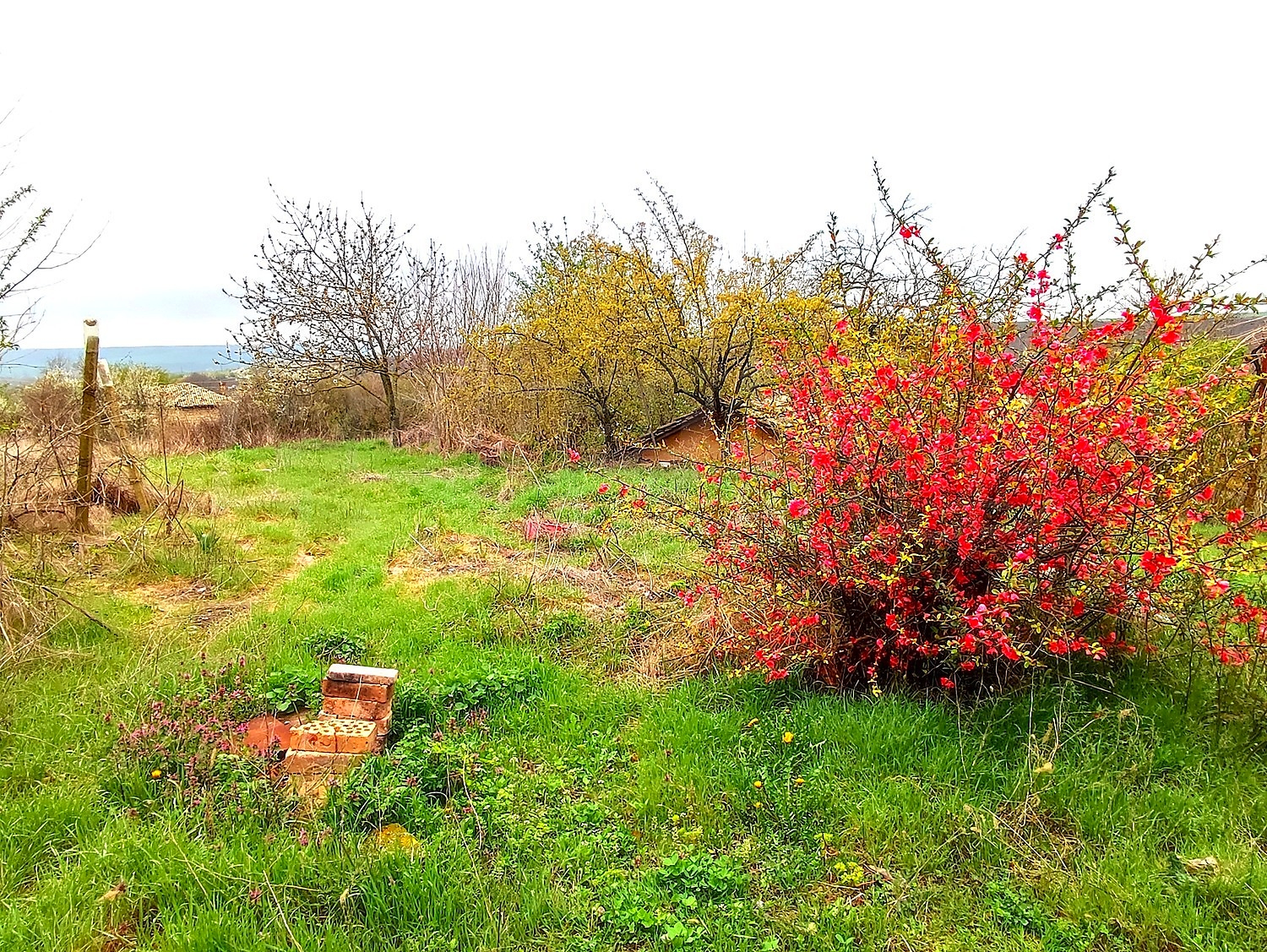 outside, garden, green area