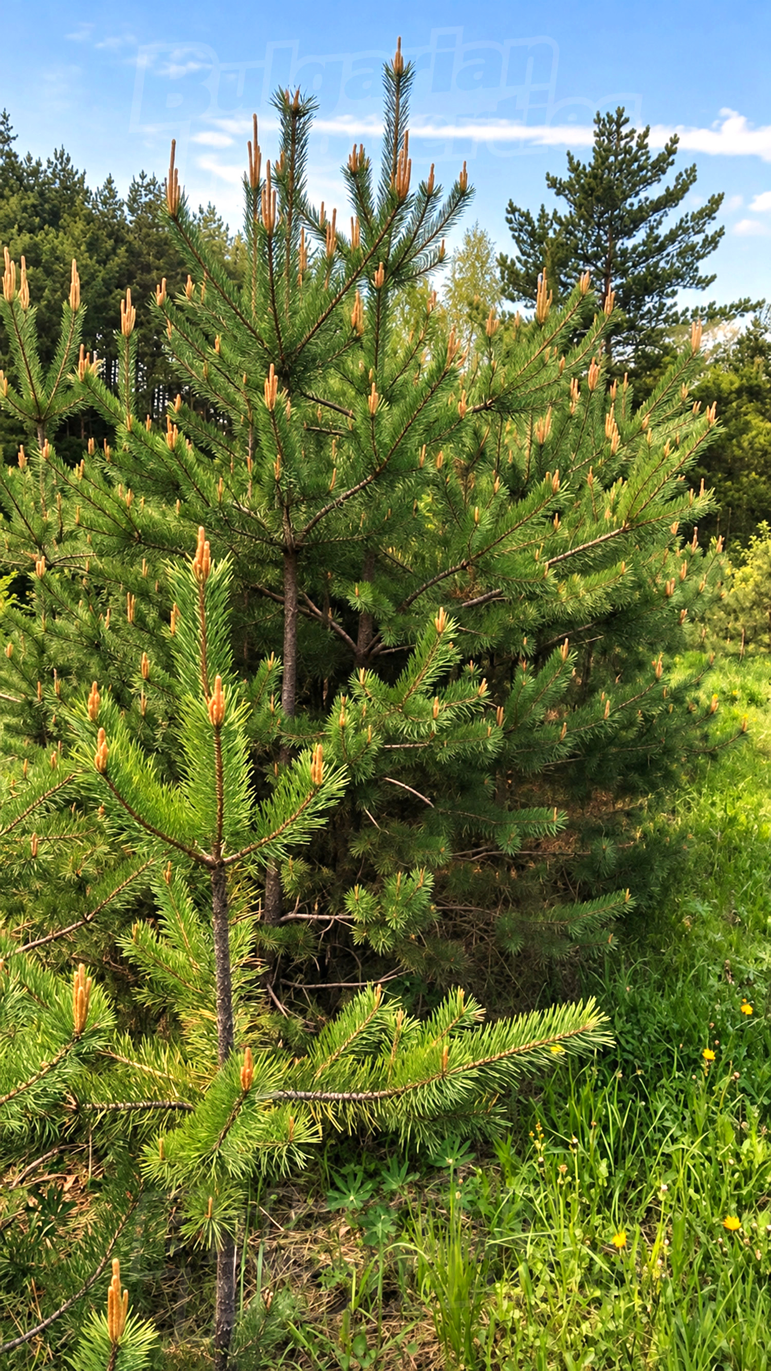 outside, green area