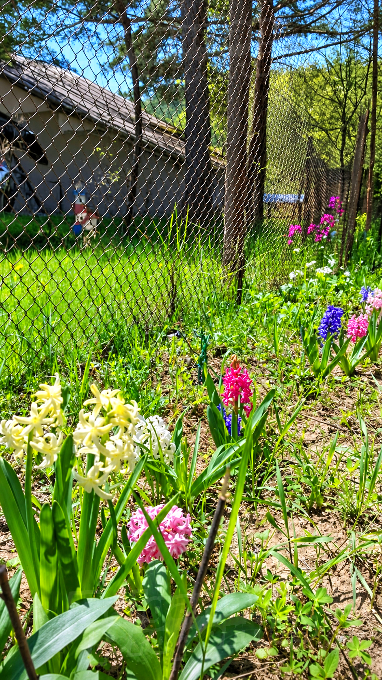 outside, garden, green area