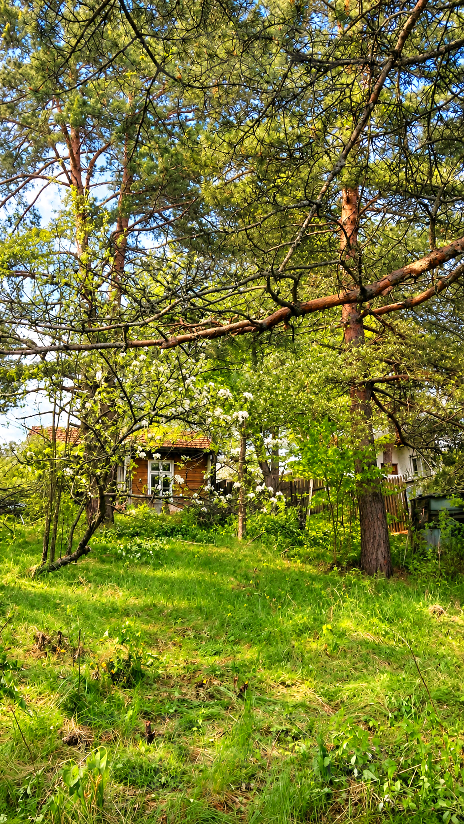 garden, green area, outside