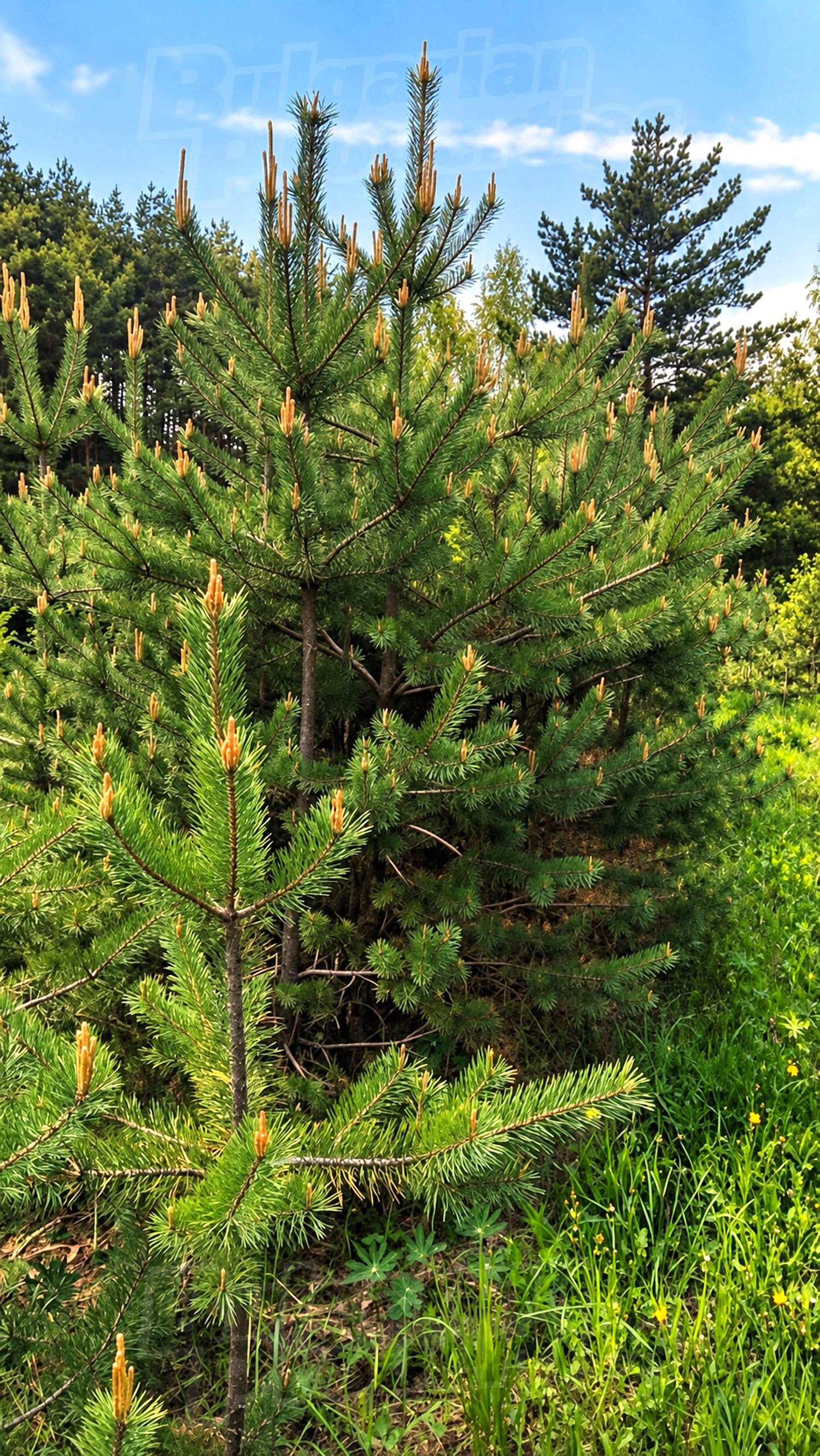 outside, green area