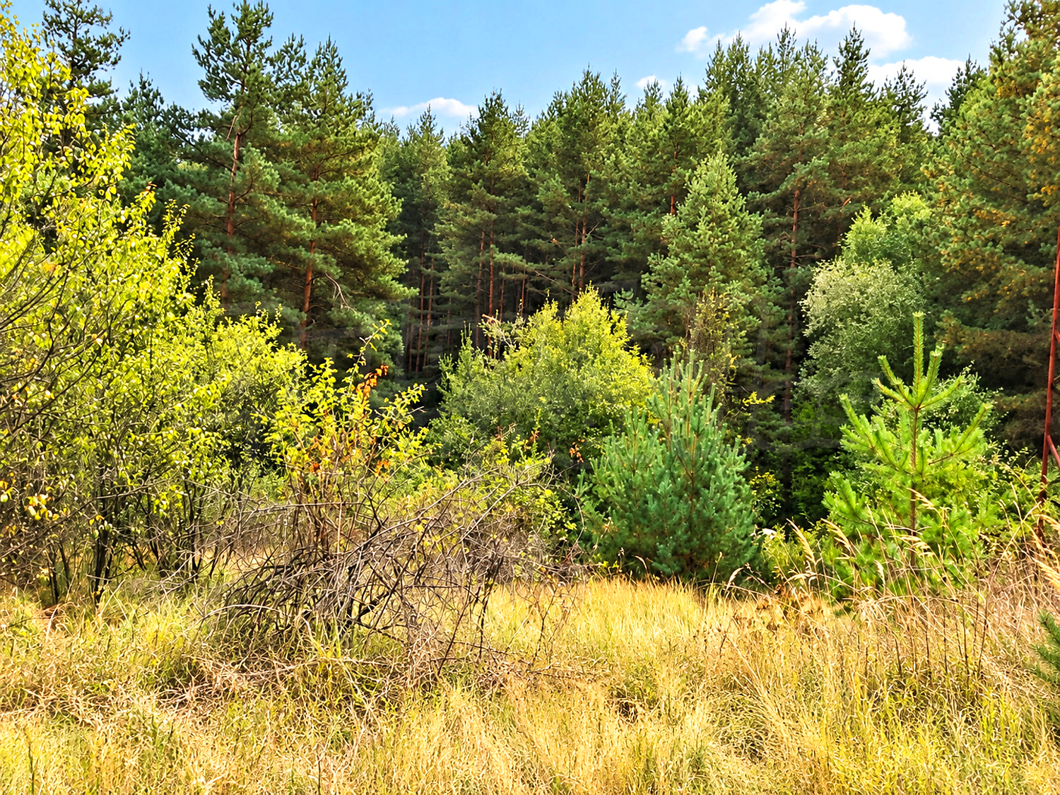 outside, green area