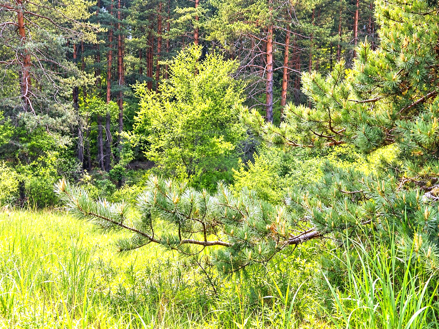 outside, green area