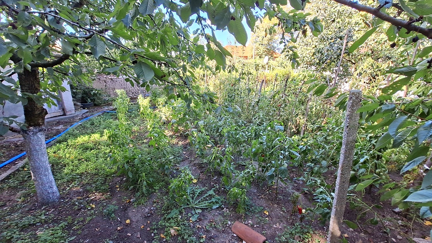garden, outside, green area