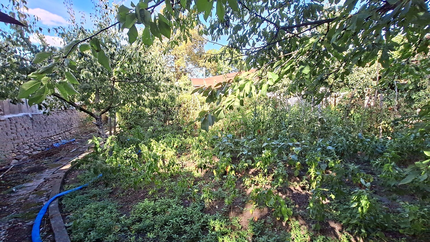 garden, outside, green area