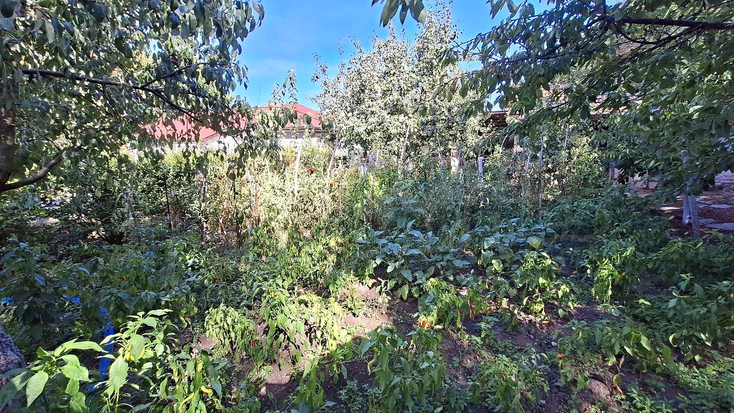 outside, garden, green area