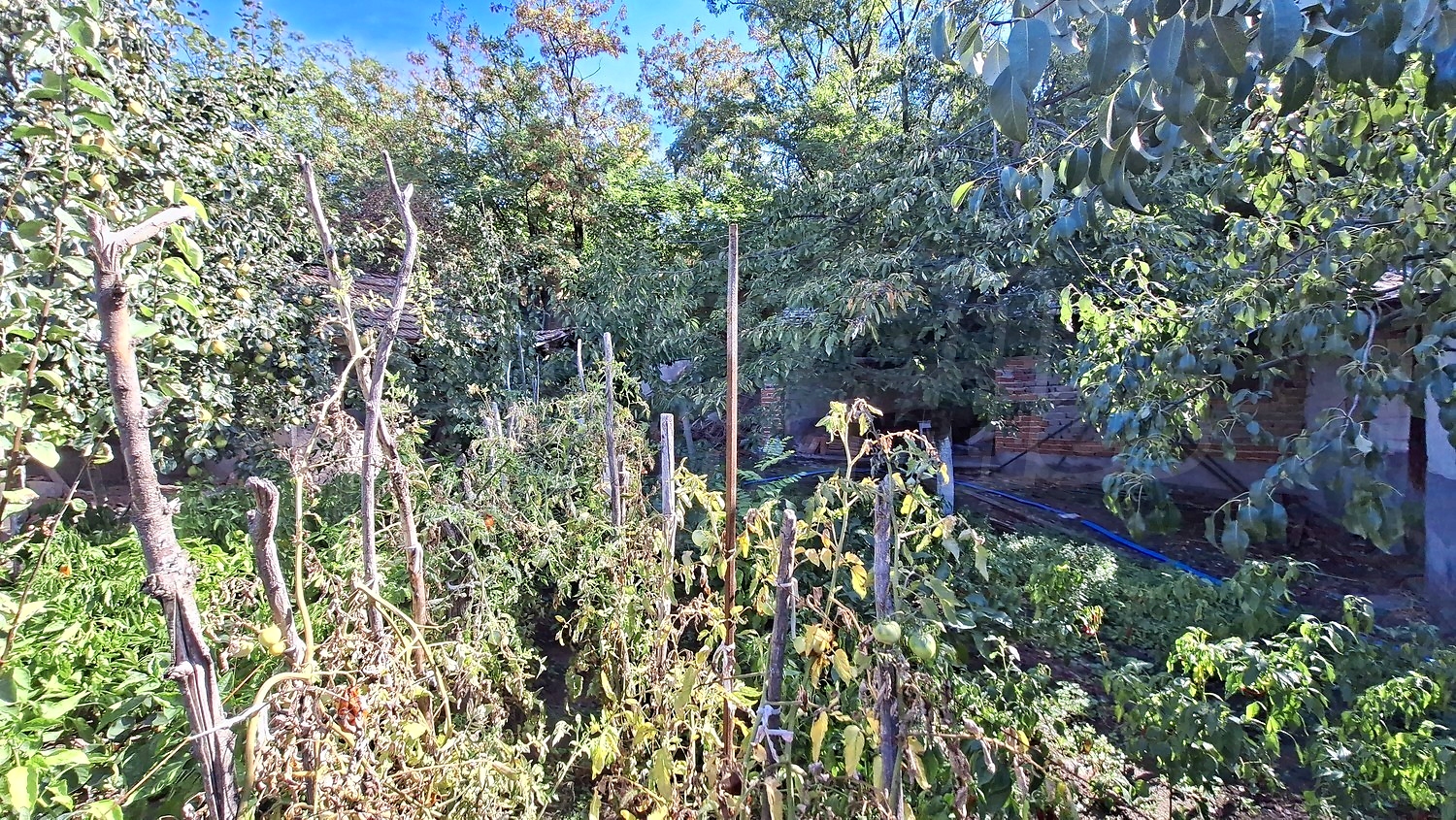 garden, outside, green area