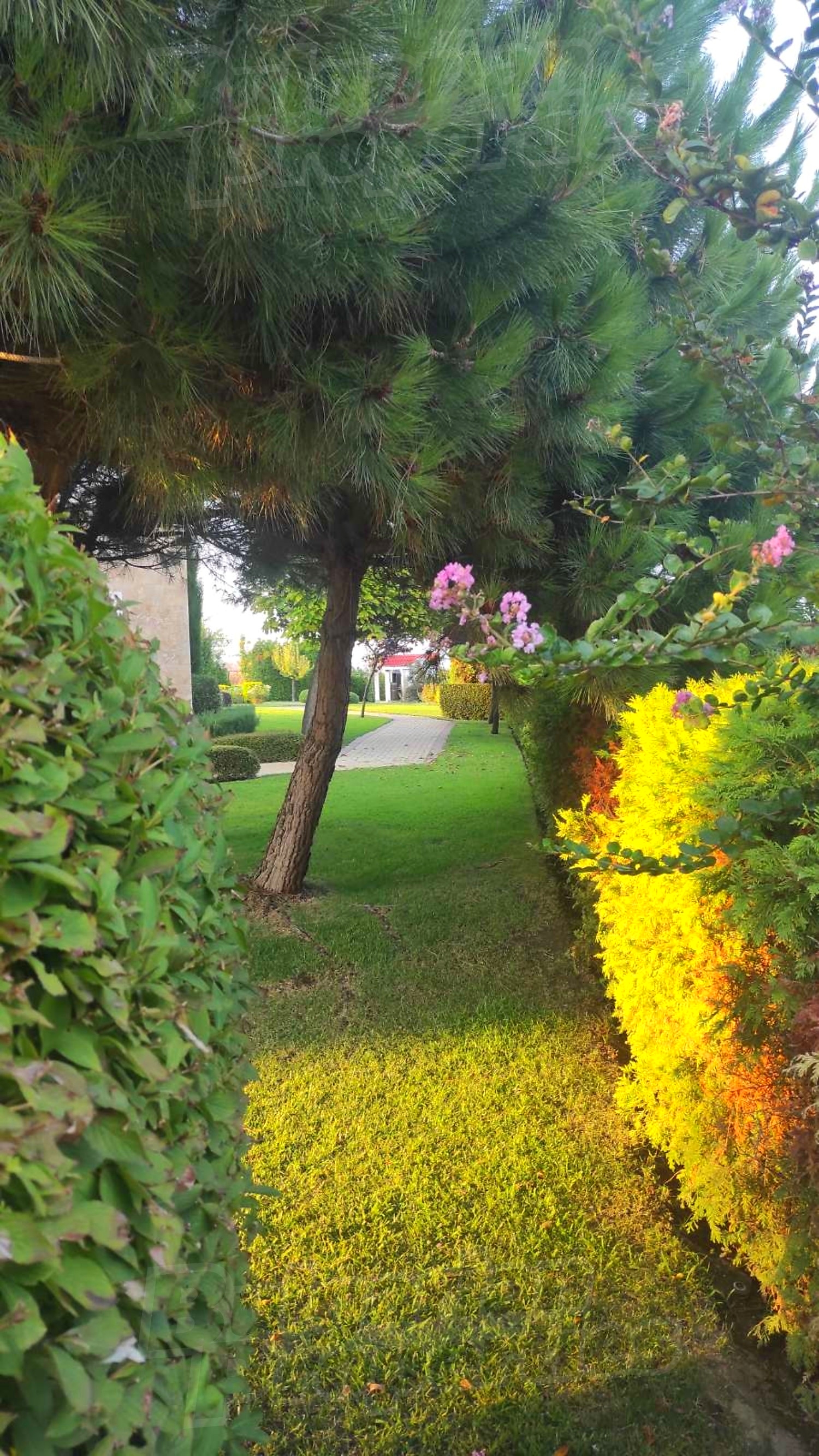 outside, garden, green area