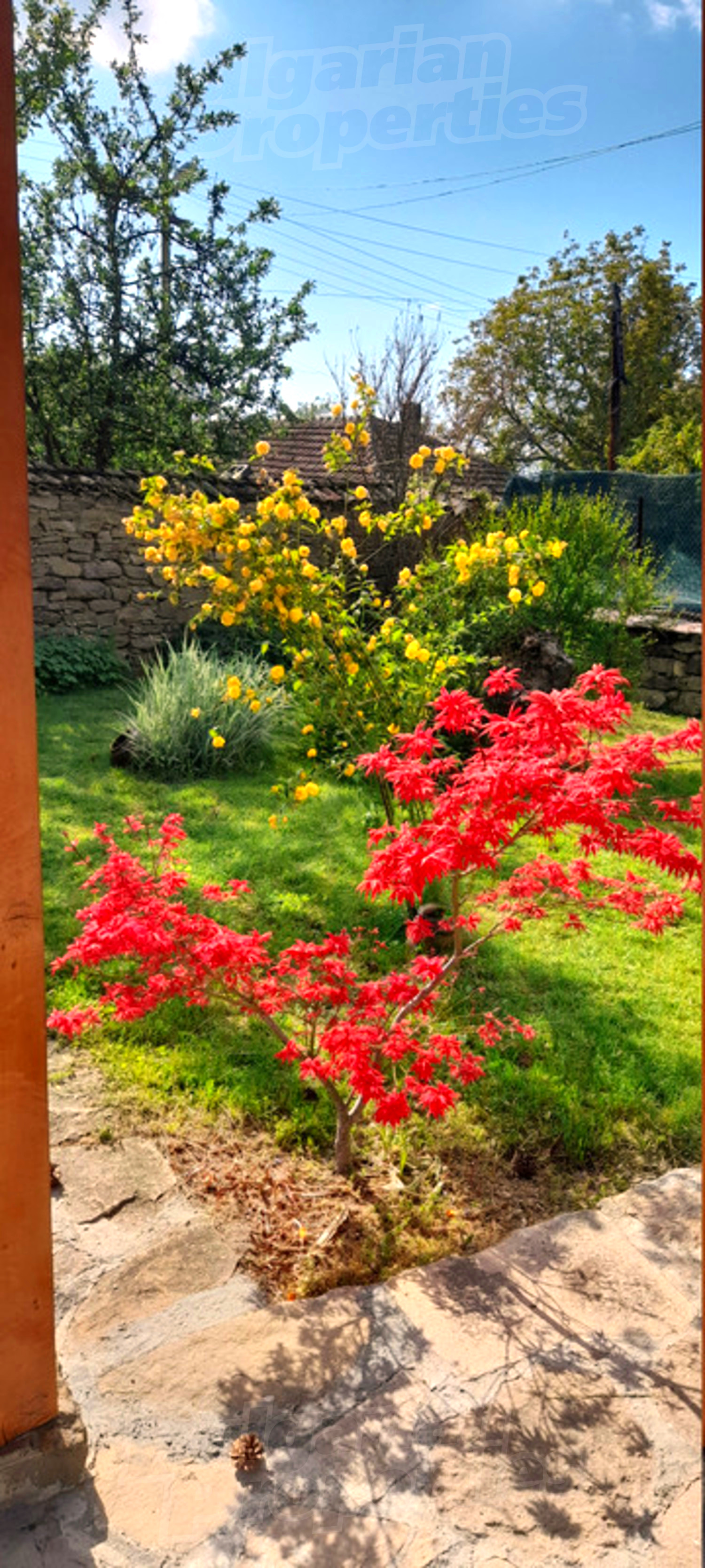 outside, garden, green area