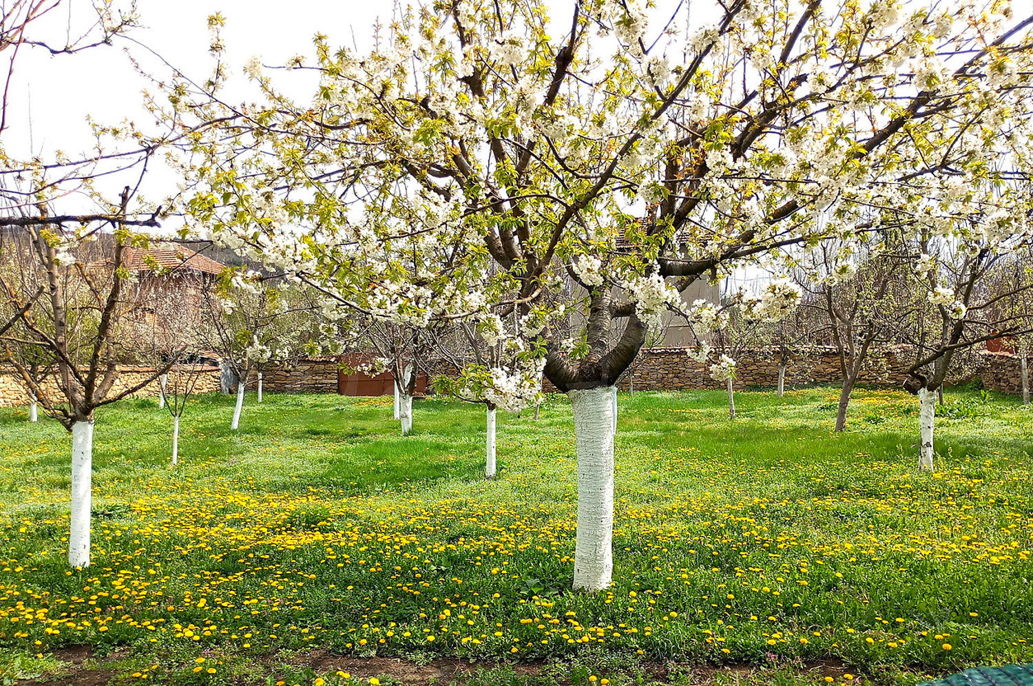 outside, garden, green area